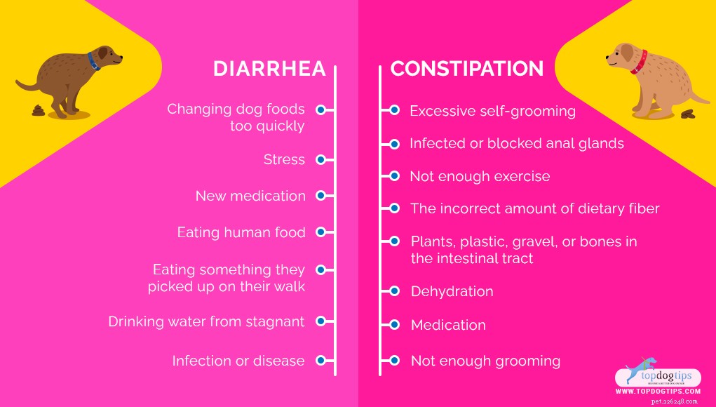 Dog Poop Color Chart: Decoding Your Dog’s Health