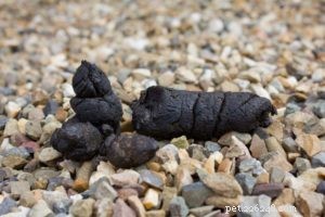Dog Poop Color Chart: Decoding Your Dog’s Health