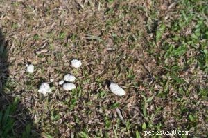 Dog Poop Color Chart: Decoding Your Dog’s Health