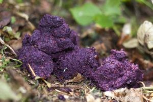 Dog Poop Color Chart: Decoding Your Dog’s Health