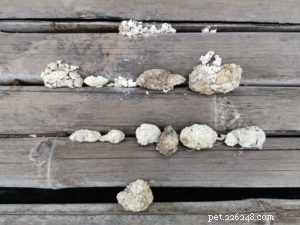 Dog Poop Color Chart: Decoding Your Dog’s Health