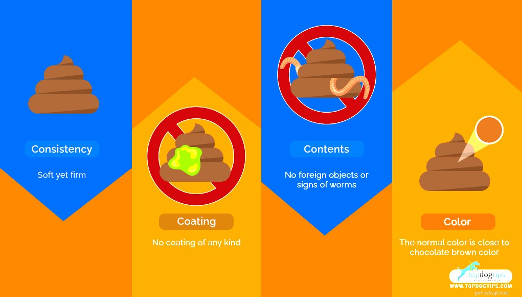 Dog Poop Color Chart: Decoding Your Dog’s Health