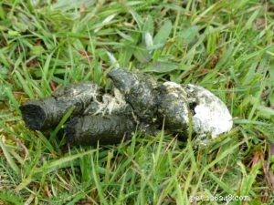 Dog Poop Color Chart: Decoding Your Dog’s Health