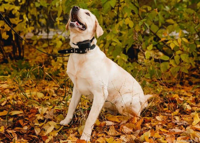 Expert Snake Avoidance Training for Dogs