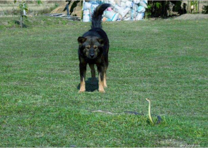 Expert Snake Avoidance Training for Dogs
