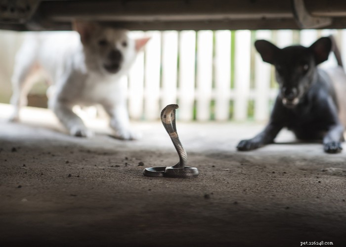 Expert Snake Avoidance Training for Dogs