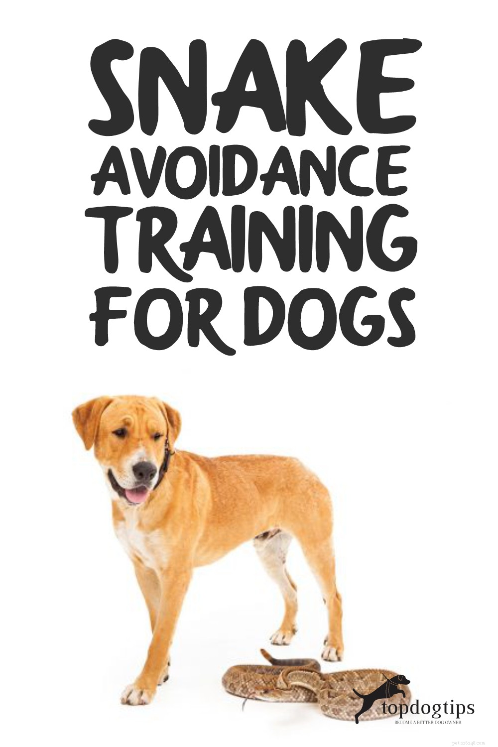 Expert Snake Avoidance Training for Dogs