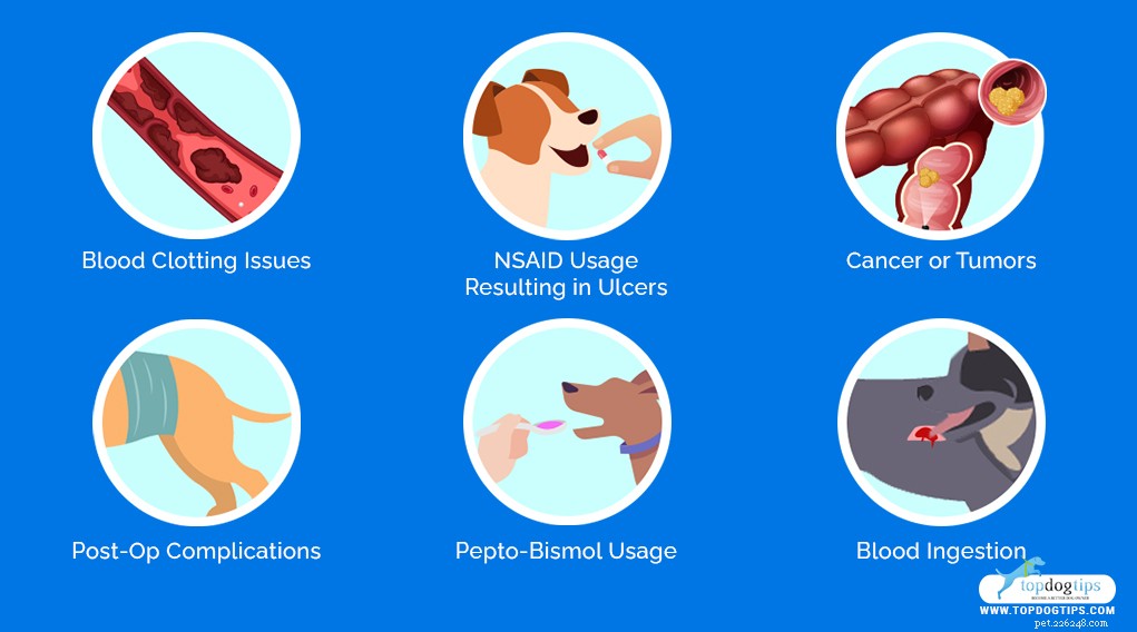 15 Common Causes of Bloody Stool in Dogs: Quick Guide for Owners