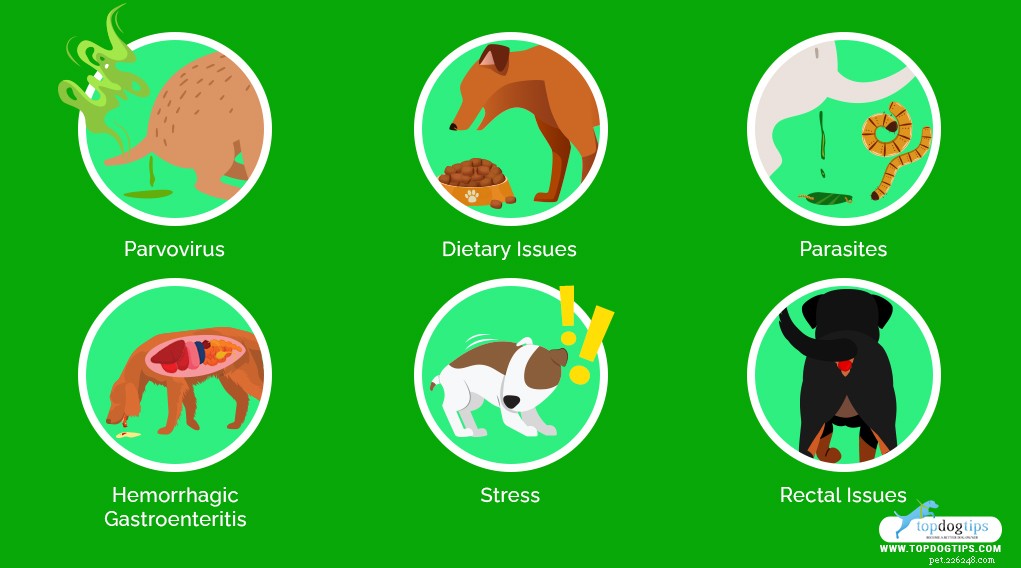 15 Common Causes of Bloody Stool in Dogs: Quick Guide for Owners