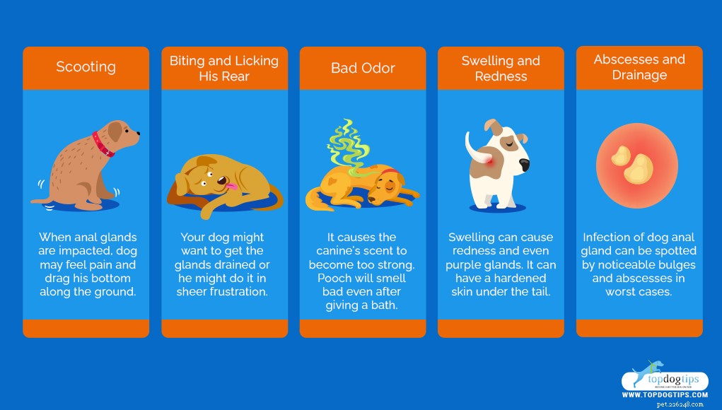 5 Clear Signs of Anal Gland Problems in Dogs – Quick Solutions