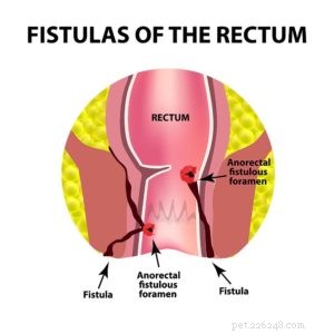 5 Clear Signs of Anal Gland Problems in Dogs – Quick Solutions