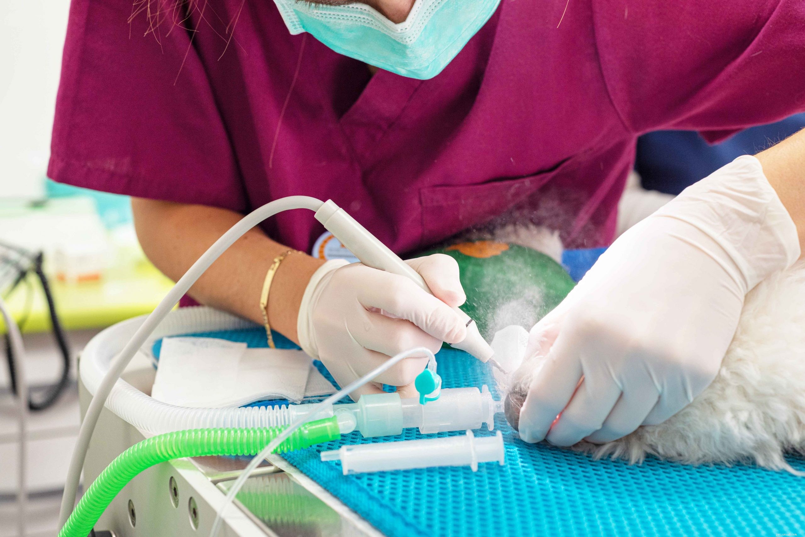 Dog Periodontal Disease: Symptoms, Stages, and Prevention Tips