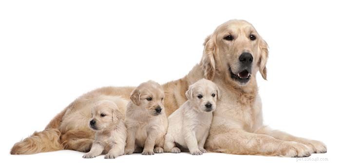 Neutering vs. Spaying Dogs: Evidence-Based Pros & Cons for Your Pet s Health