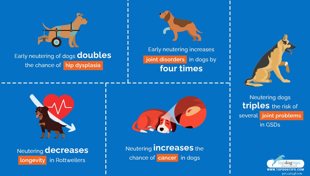 Neutering vs. Spaying Dogs: Evidence-Based Pros & Cons for Your Pet s Health