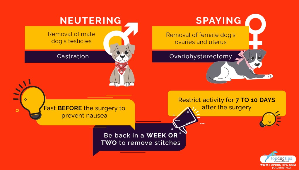 Neutering vs. Spaying Dogs: Evidence-Based Pros & Cons for Your Pet s Health