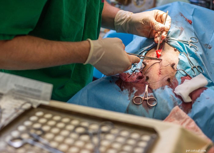 Spay or Neuter Your Dog? 5 Essential Tips for Joint Health