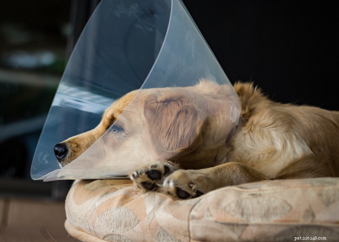 Spay or Neuter Your Dog? 5 Essential Tips for Joint Health