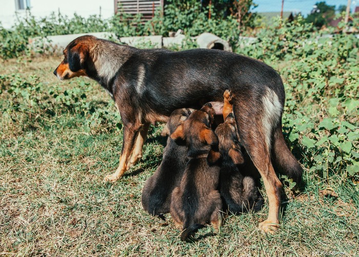 Spay or Neuter Your Dog? 5 Essential Tips for Joint Health