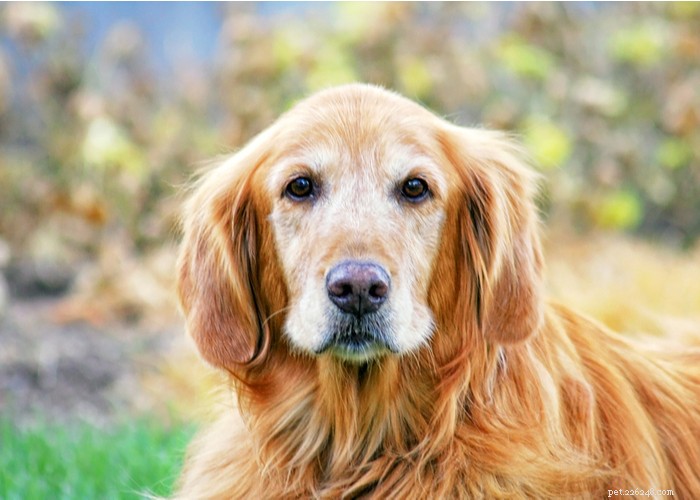 Spay or Neuter Your Dog? 5 Essential Tips for Joint Health
