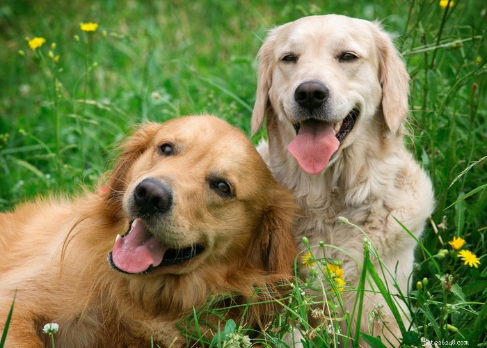 Spay or Neuter Your Dog? 5 Essential Tips for Joint Health
