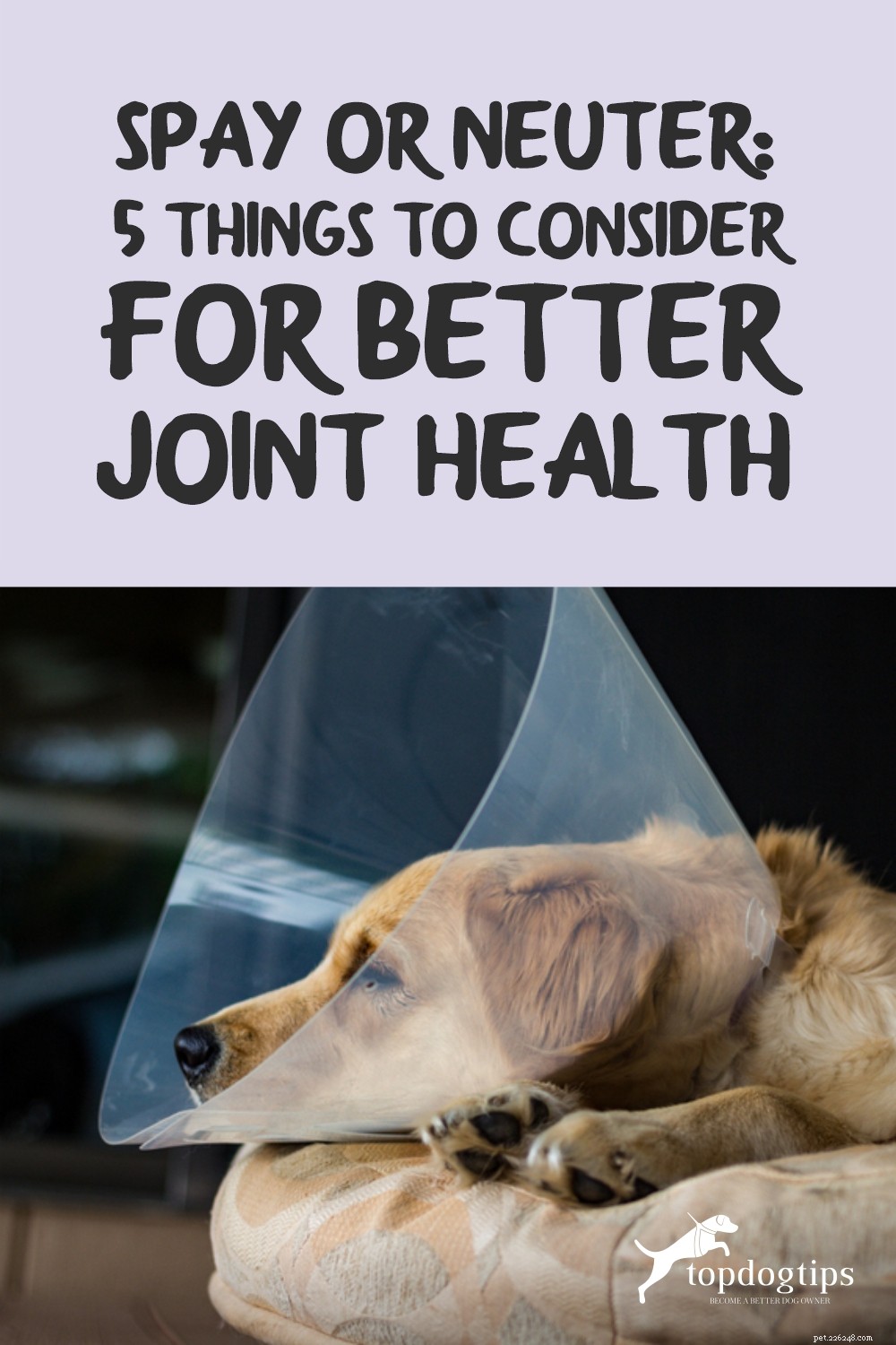 Spay or Neuter Your Dog? 5 Essential Tips for Joint Health