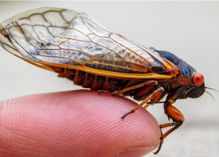 Are Dogs Safe to Eat Cicadas? Risks, Prevention, and Care Guide