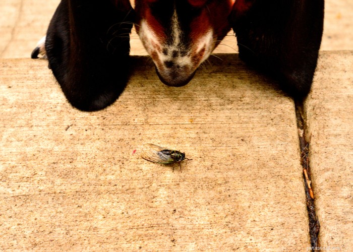 Are Dogs Safe to Eat Cicadas? Risks, Prevention, and Care Guide