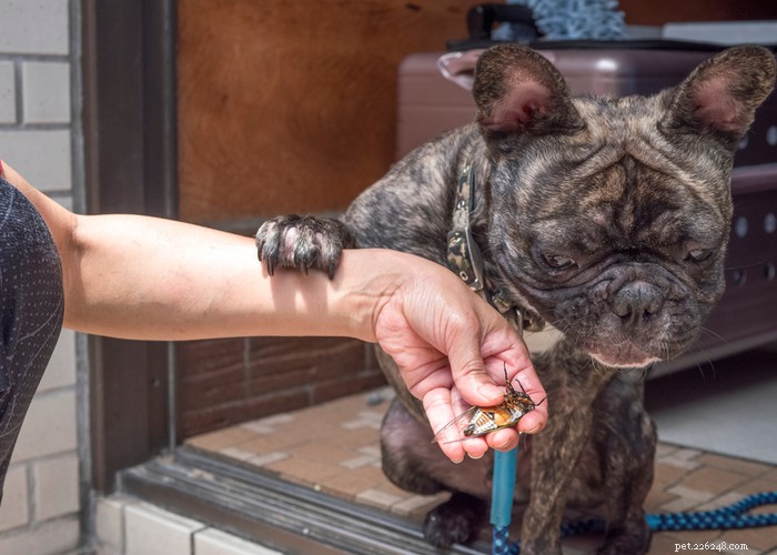 Are Dogs Safe to Eat Cicadas? Risks, Prevention, and Care Guide