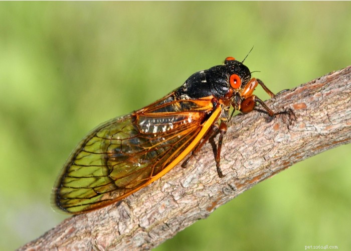 Are Dogs Safe to Eat Cicadas? Risks, Prevention, and Care Guide