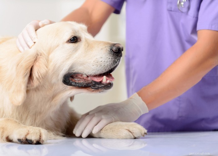 Are Dogs Safe to Eat Cicadas? Risks, Prevention, and Care Guide