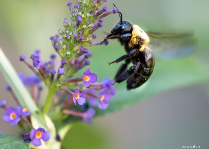 Are Dogs Safe to Eat Cicadas? Risks, Prevention, and Care Guide