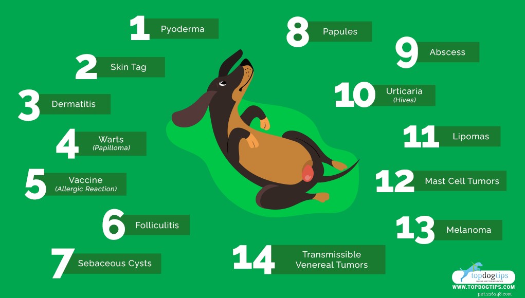 Bumps on Your Dog’s Genital Area: 14 Common Causes & How to Respond