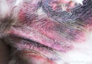 Bumps on Your Dog’s Genital Area: 14 Common Causes & How to Respond