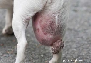 Bumps on Your Dog’s Genital Area: 14 Common Causes & How to Respond