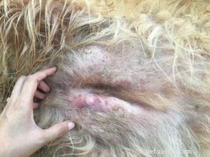 Bumps on Your Dog’s Genital Area: 14 Common Causes & How to Respond