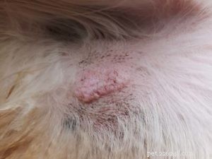 Bumps on Your Dog’s Genital Area: 14 Common Causes & How to Respond