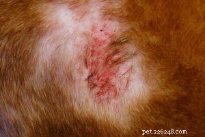 Bumps on Your Dog’s Genital Area: 14 Common Causes & How to Respond