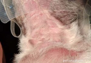 Bumps on Your Dog’s Genital Area: 14 Common Causes & How to Respond