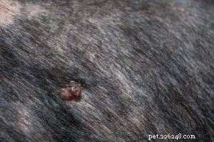 Bumps on Your Dog’s Genital Area: 14 Common Causes & How to Respond