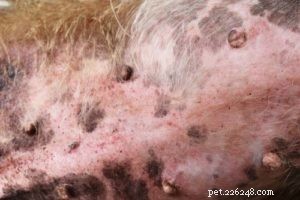 Bumps on Your Dog’s Genital Area: 14 Common Causes & How to Respond
