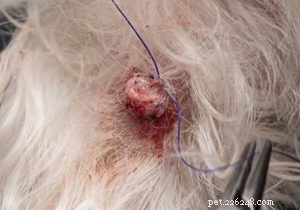 Bumps on Your Dog’s Genital Area: 14 Common Causes & How to Respond