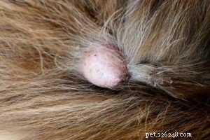 Bumps on Your Dog’s Genital Area: 14 Common Causes & How to Respond