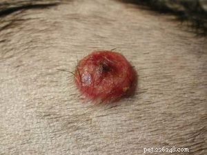Bumps on Your Dog’s Genital Area: 14 Common Causes & How to Respond