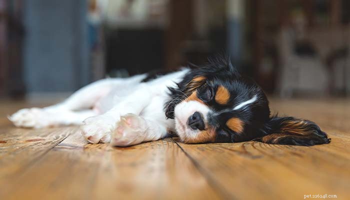 Understanding Dog Muscle Spasms: Causes, Symptoms, and Treatment