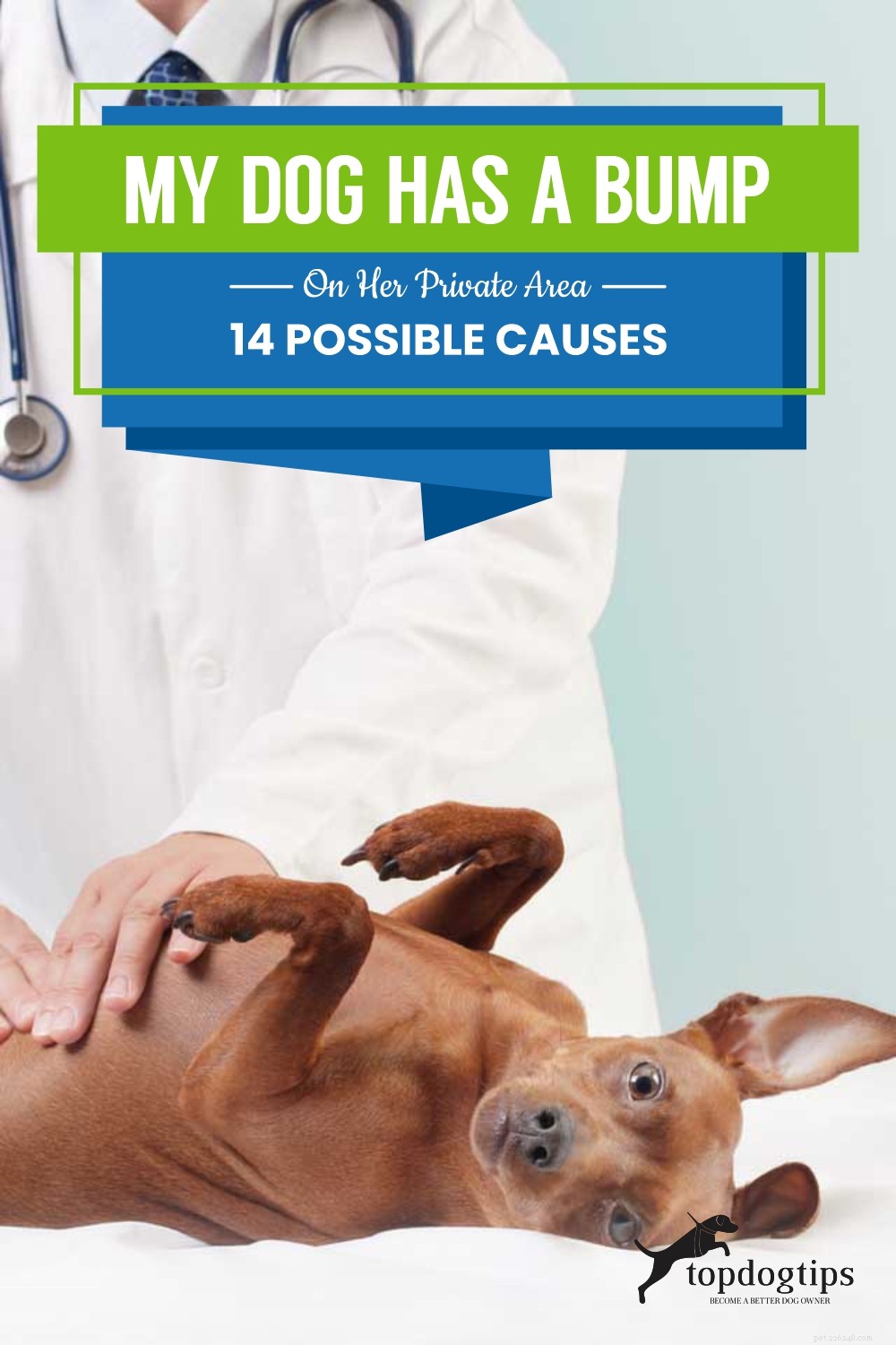Bumps on Your Dog’s Genital Area: 14 Common Causes & How to Respond