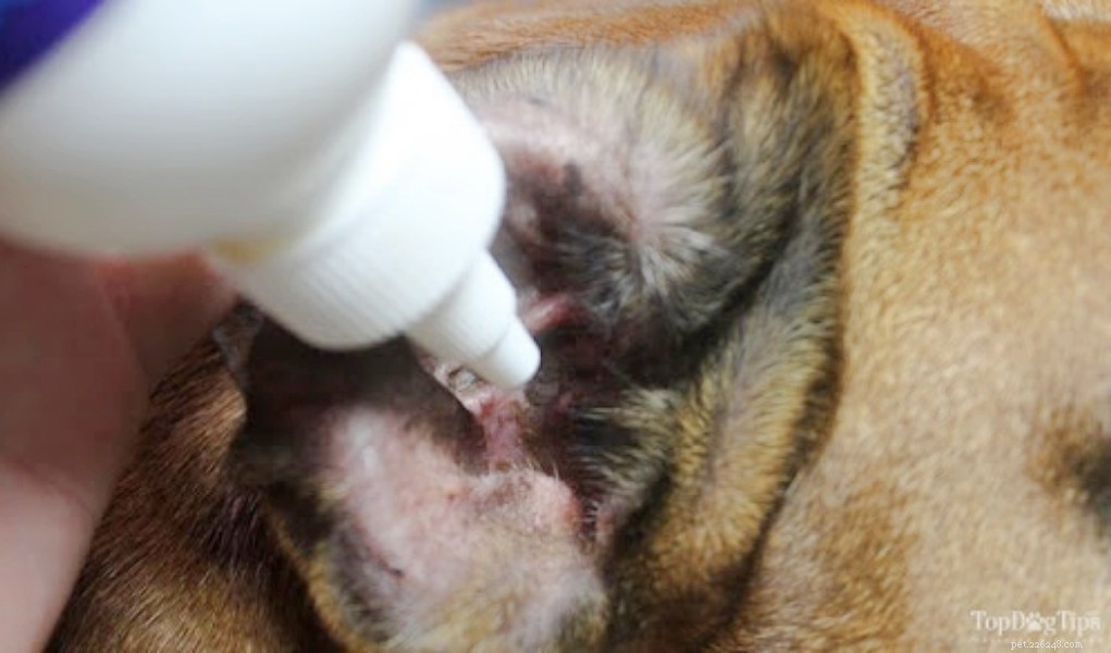 Proven Dog Ear Infection Treatment: Fast, Safe Relief for Your Pet