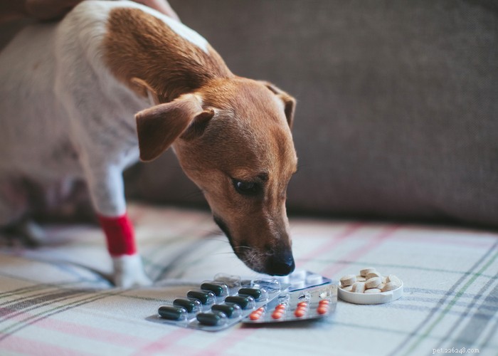 Top 6 Trusted Online Pet Medication Stores for Safety & Convenience