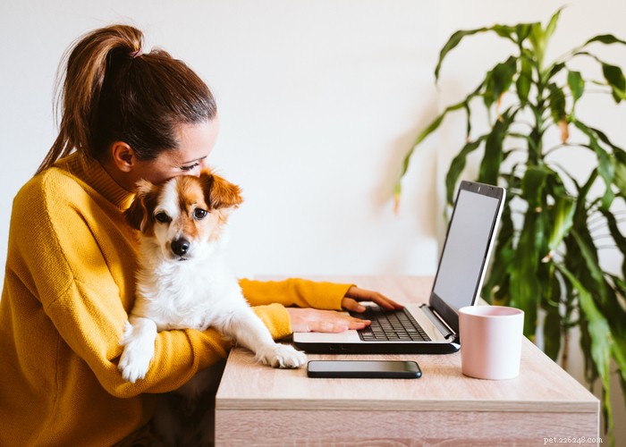 Top 6 Trusted Online Pet Medication Stores for Safety & Convenience