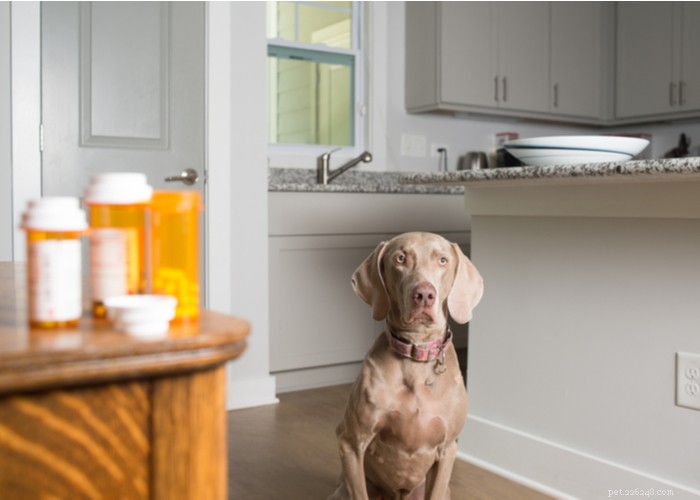Top 6 Trusted Online Pet Medication Stores for Safety & Convenience