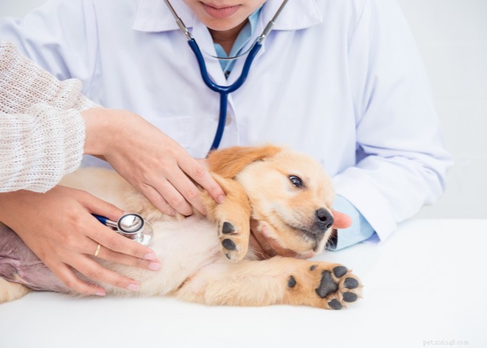 Top 6 Trusted Online Pet Medication Stores for Safety & Convenience